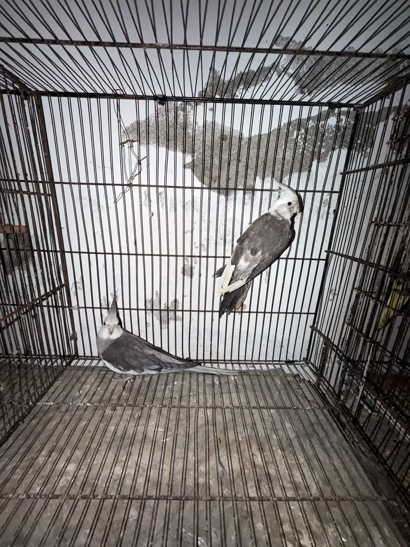 2 Breeder Cocktails Pair + Australian Budiges + Semi Tamed Cocktail — photo 8