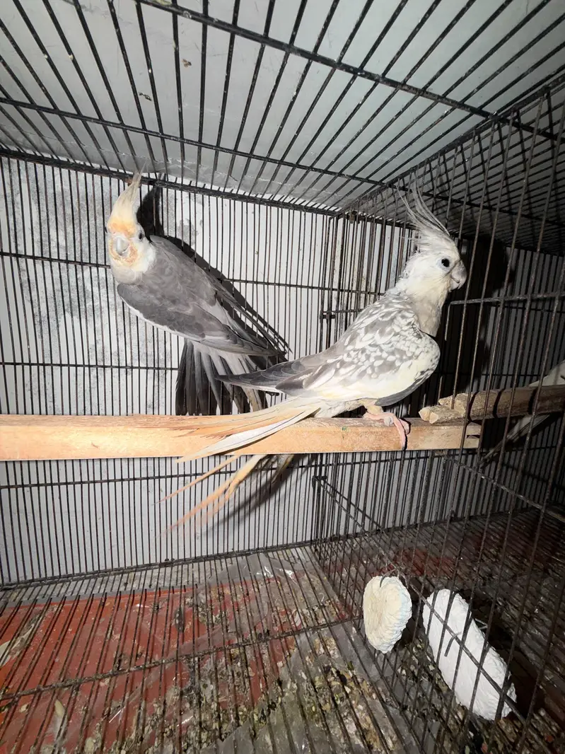 2 Breeder Cocktails Pair + Australian Budiges + Semi Tamed Cocktail — photo 2