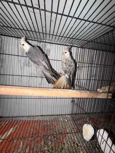 2 Breeder Cocktails Pair + Australian Budiges + Semi Tamed Cocktail