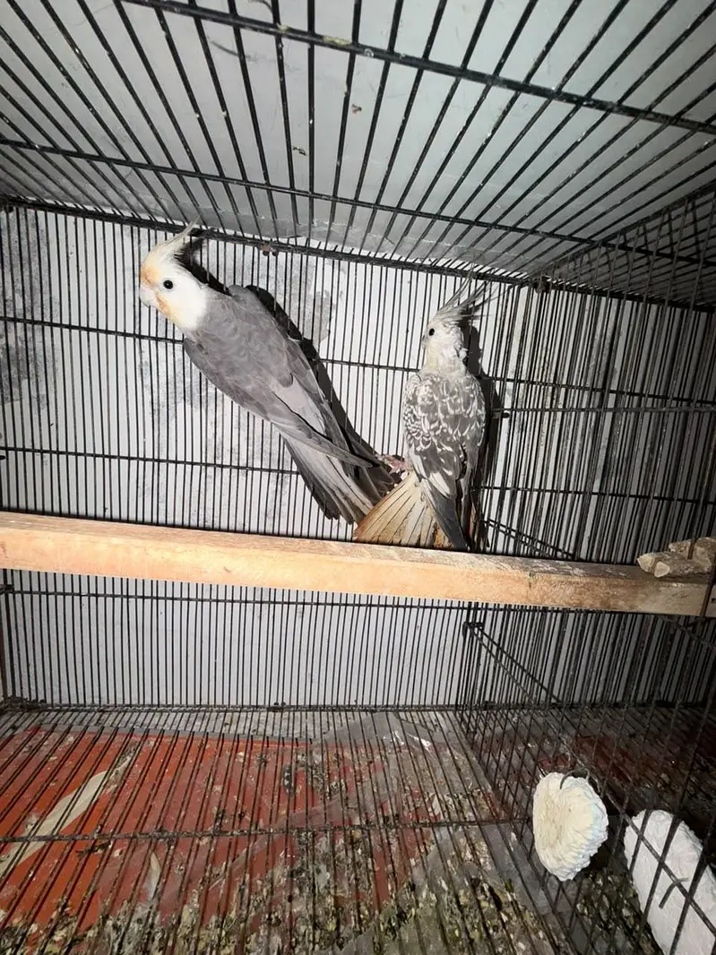 2 Breeder Cocktails Pair + Australian Budiges + Semi Tamed Cocktail — photo 9
