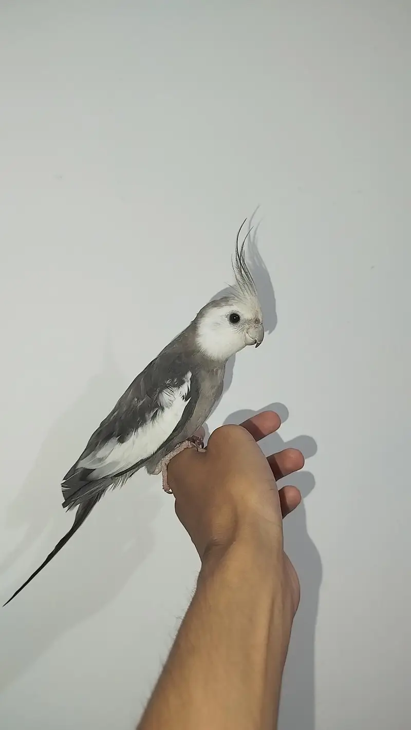 2 Breeder Cocktails Pair + Australian Budiges + Semi Tamed Cocktail — photo 10