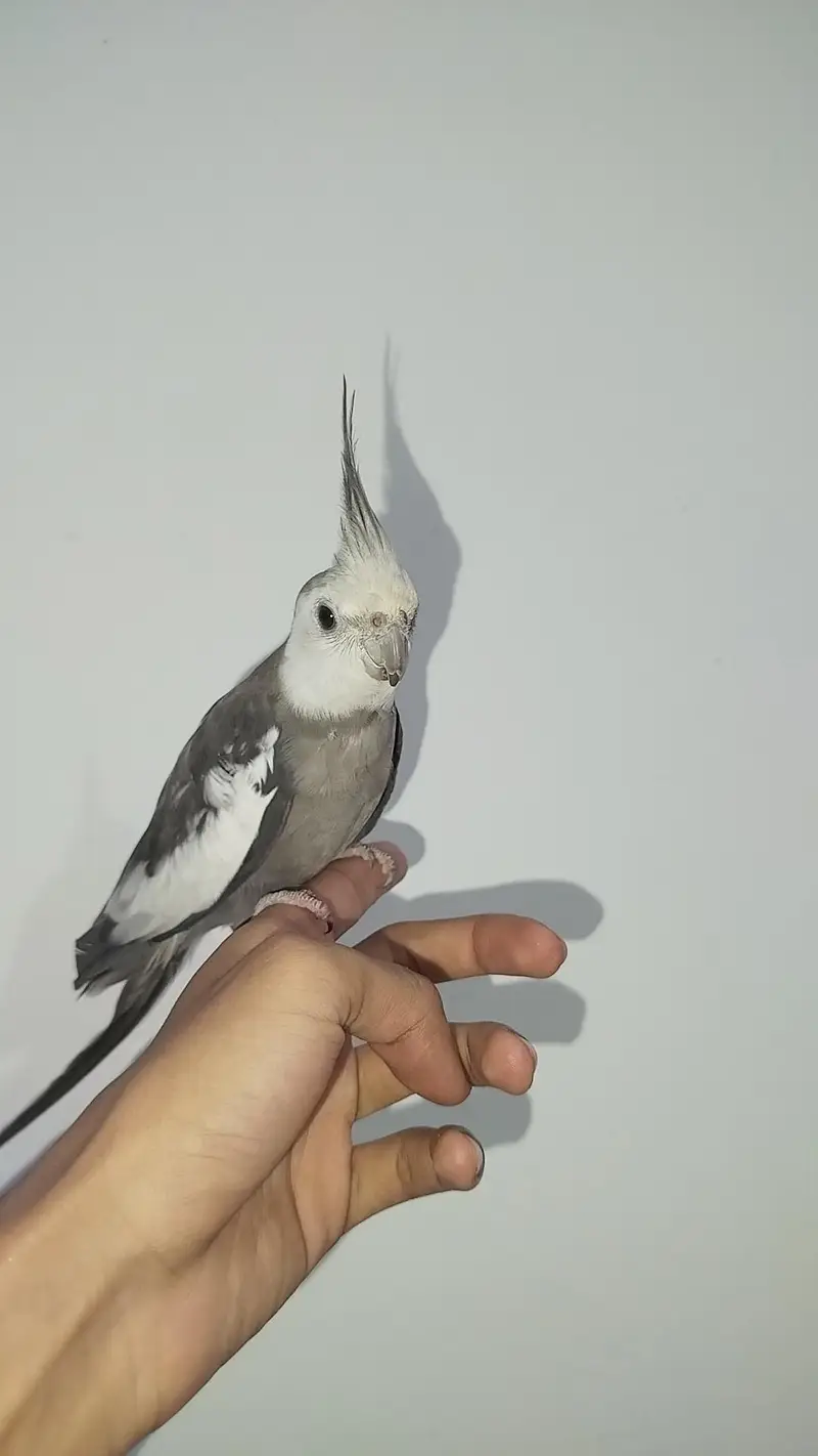 2 Breeder Cocktails Pair + Australian Budiges + Semi Tamed Cocktail — photo 12