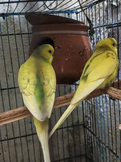 budgies for sale argent read add