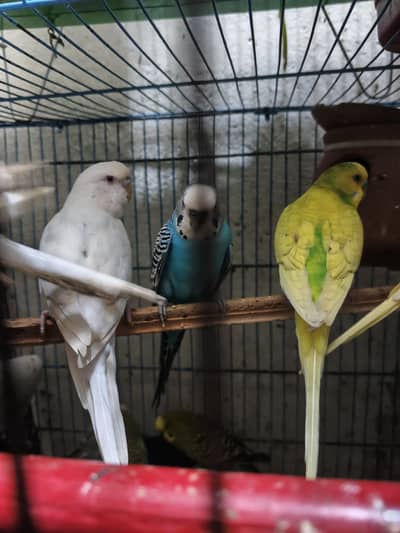 budgies for sale argent read add