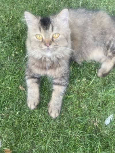 Home kept Pet cat