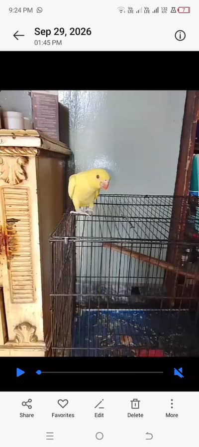 parrot is available for sale