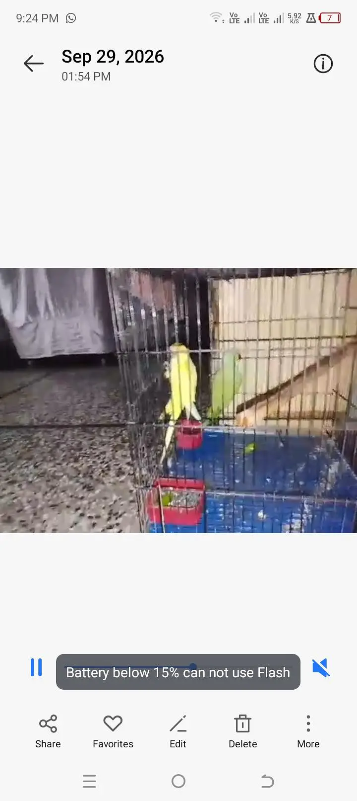 parrot is available for sale — photo 2