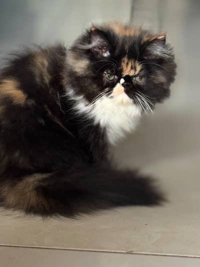 Extreme punch furball female