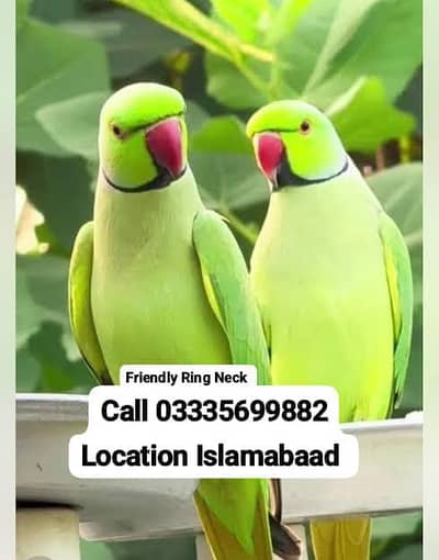 Single 8,00 Friendly Green Ring Neck  Male Parrot's Jumbo Size
