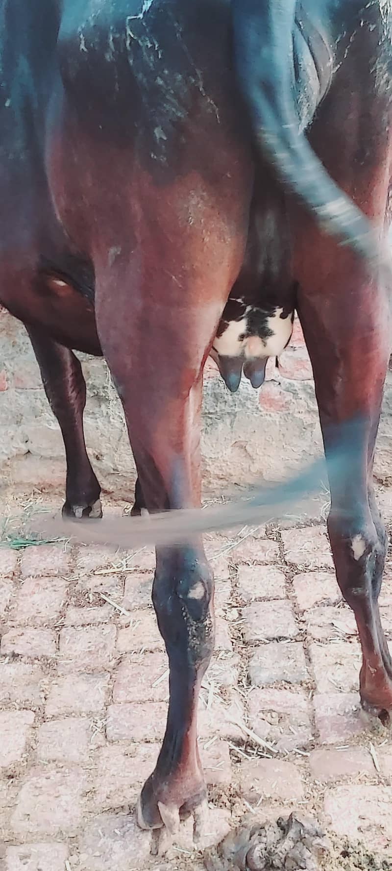 Dusra soaha hai 1