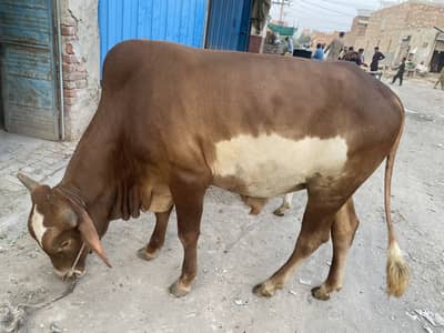 5 Healthy Livestock Animals for Sale – Cow, Buffalo, Calves & Heifer