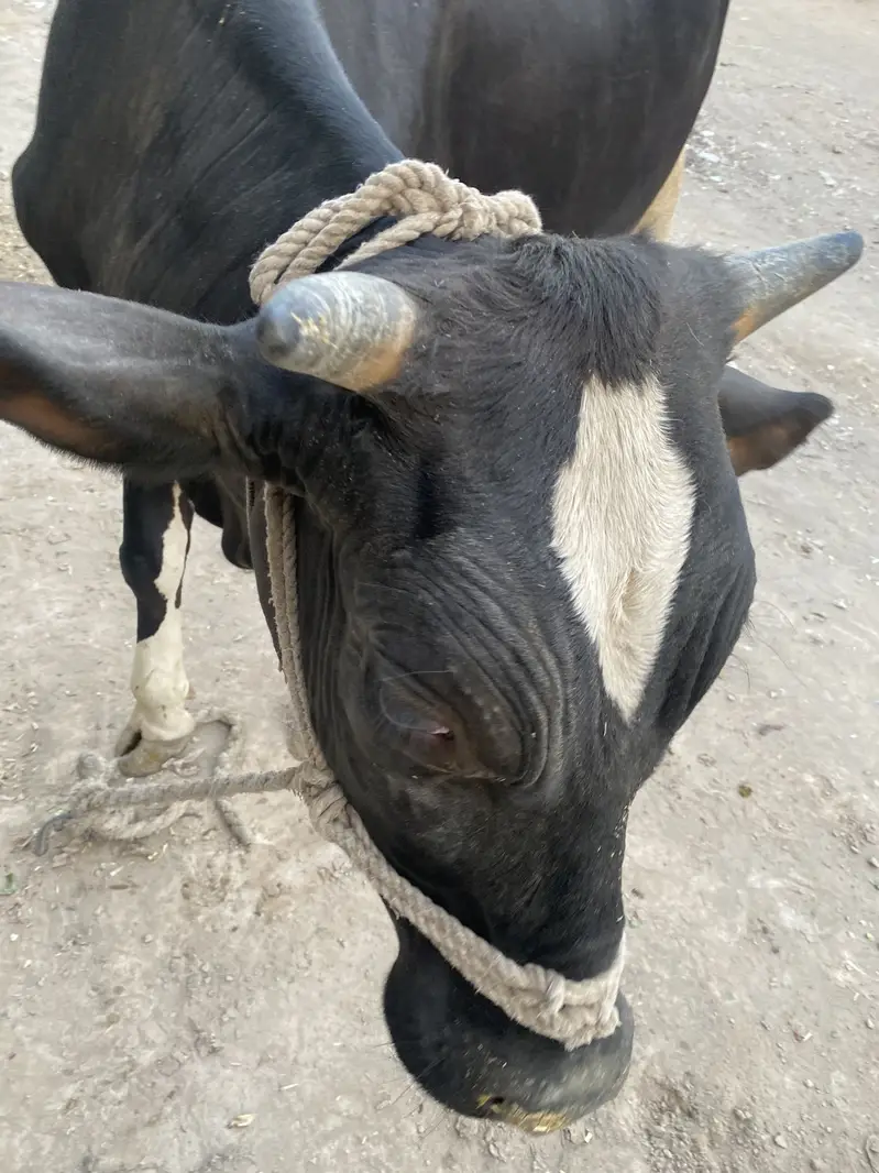 5 Healthy Livestock Animals for Sale – Cow, Buffalo, Calves & Heifer — photo 2