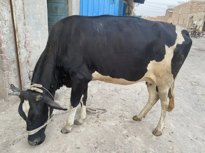 5 Healthy Livestock Animals for Sale – Cow, Buffalo, Calves & Heifer — photo 4