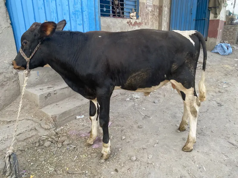 5 Healthy Livestock Animals for Sale – Cow, Buffalo, Calves & Heifer — photo 5