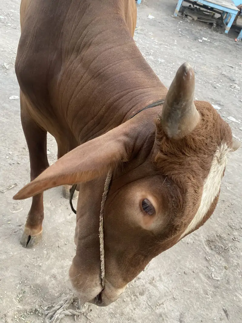 5 Healthy Livestock Animals for Sale – Cow, Buffalo, Calves & Heifer — photo 7