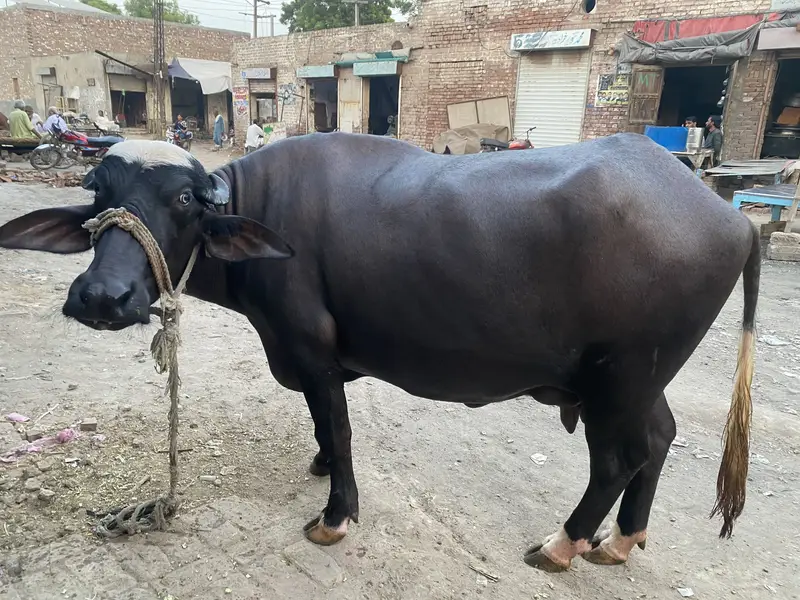 5 Healthy Livestock Animals for Sale – Cow, Buffalo, Calves & Heifer — photo 8