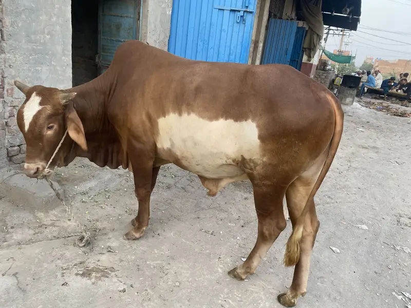 5 Healthy Livestock Animals for Sale – Cow, Buffalo, Calves & Heifer — photo 9