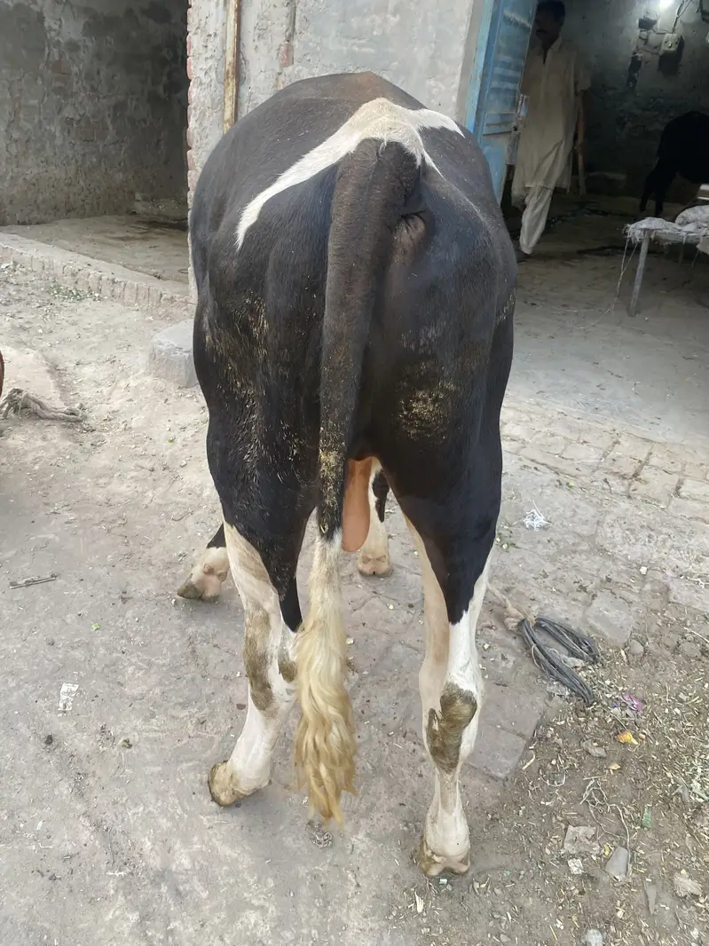 5 Healthy Livestock Animals for Sale – Cow, Buffalo, Calves & Heifer — photo 11