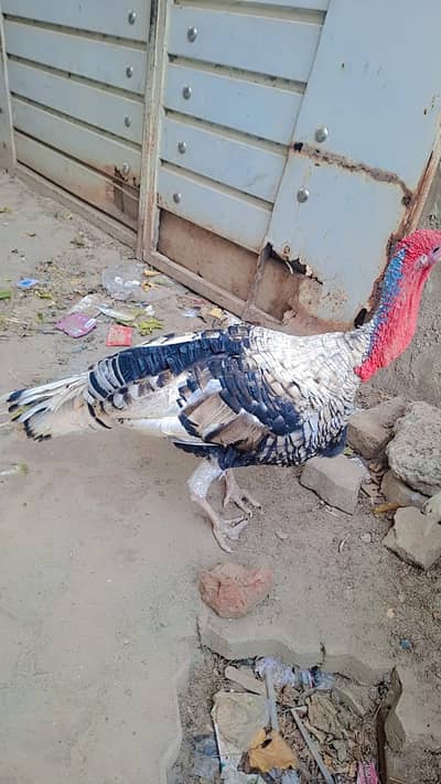 1 year male turkey  5 kg in weight for sale