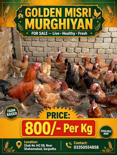 golden misri hens