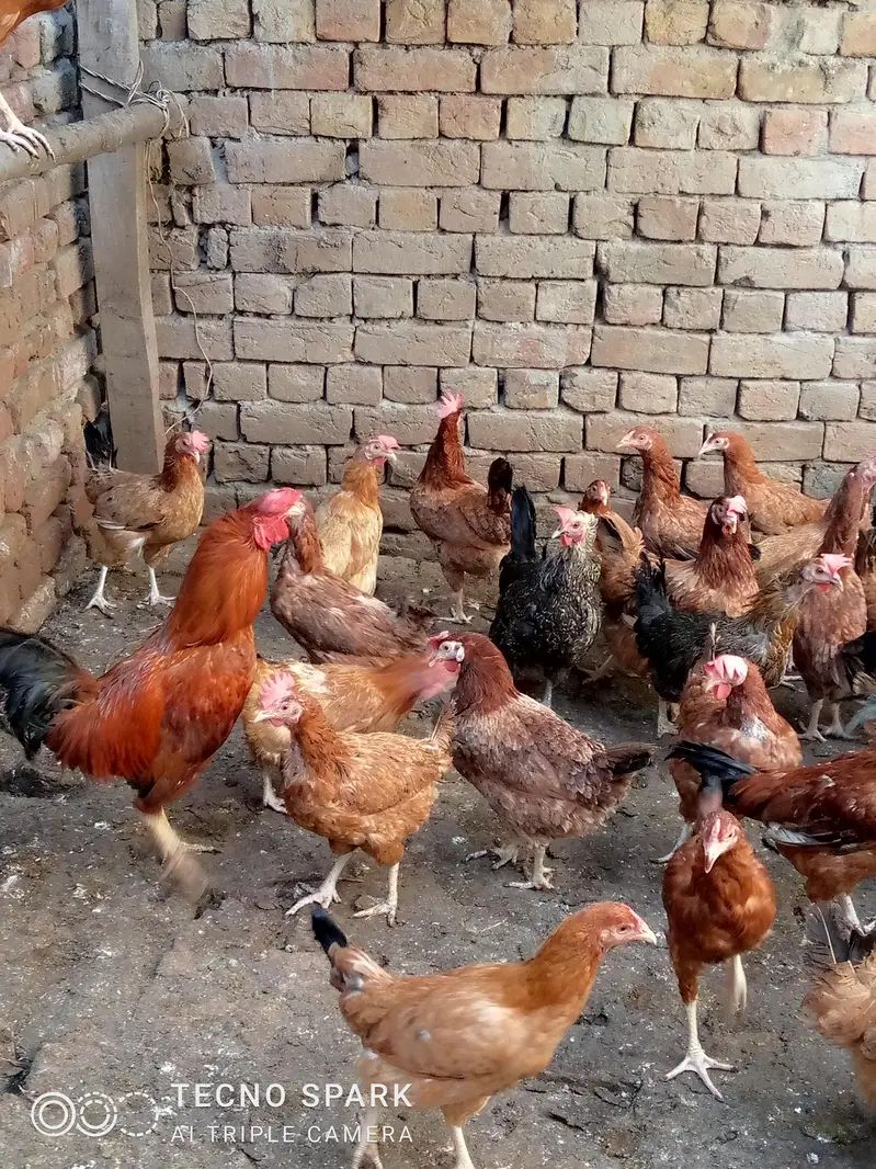 golden misri hens — photo 2