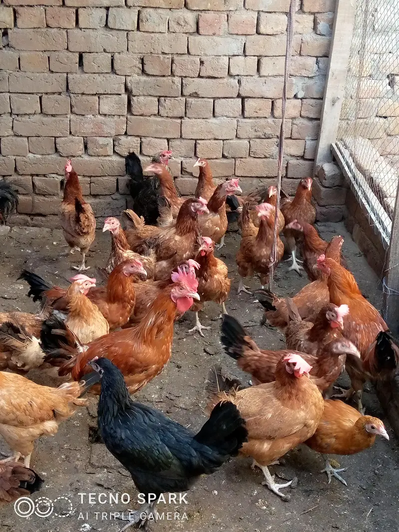 golden misri hens — photo 3