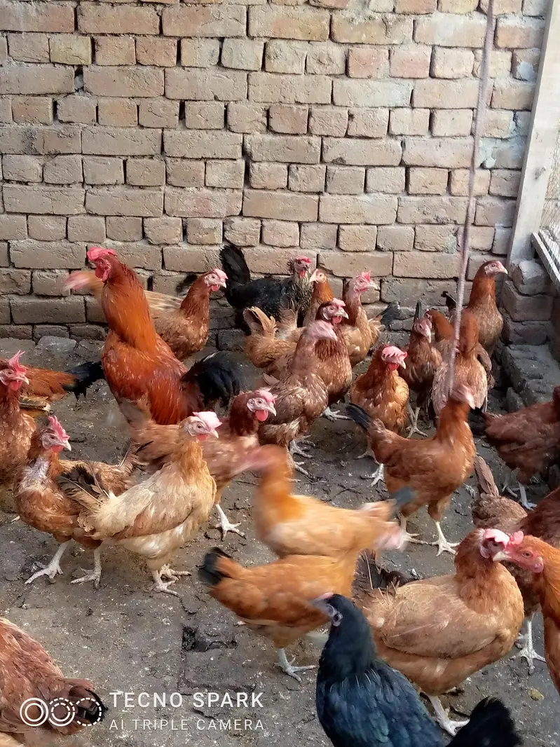 golden misri hens — photo 4