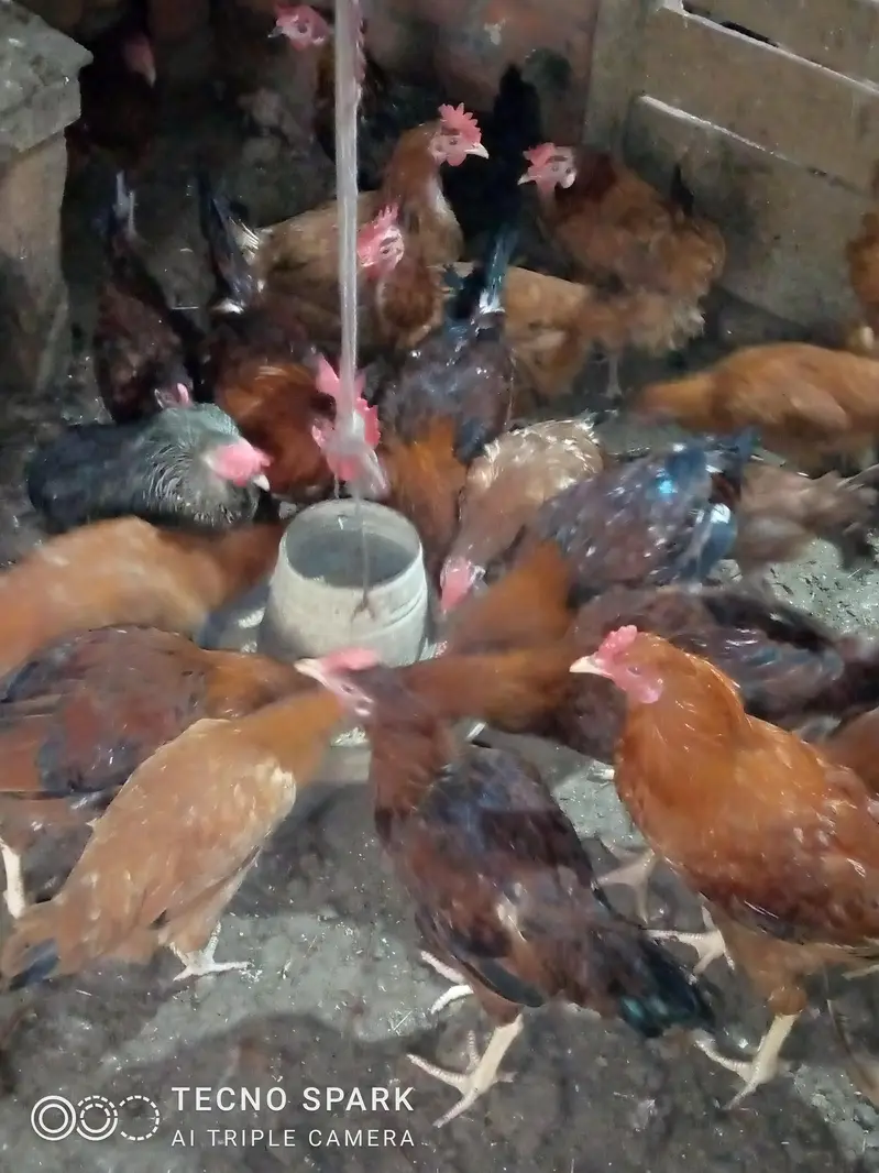 golden misri hens — photo 5