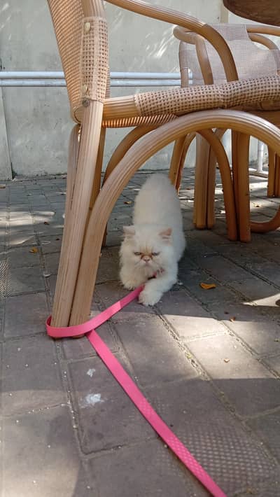 Full punch face Persian cat with sky eyes