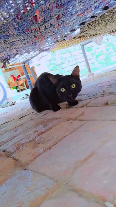 cat۔mary pas hy