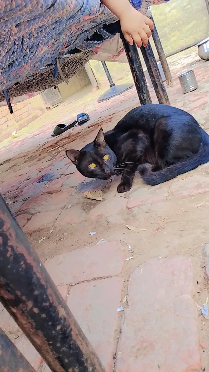 cat۔mary pas hy — photo 2