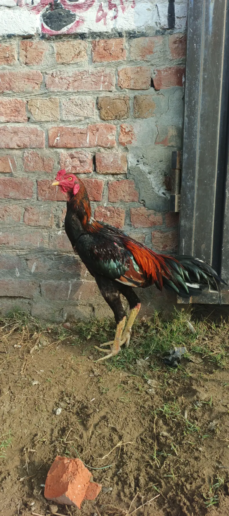 Top Quality Sindhi Aseel Murga – Heavy Structure & Active — photo 2