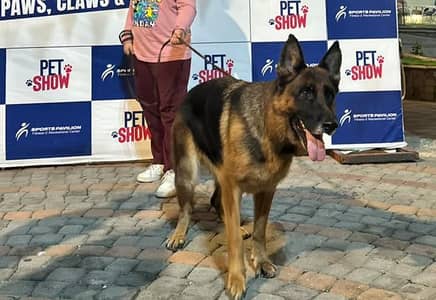 German Shepherd Female