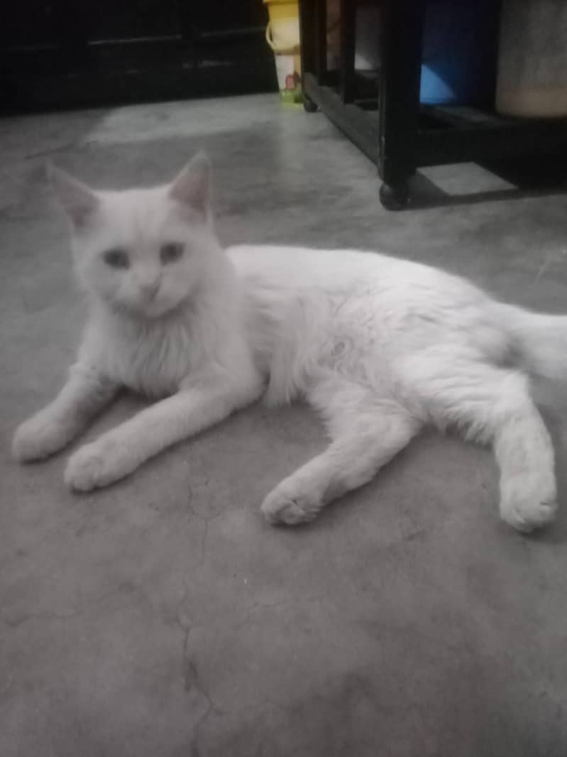 Persian cat 0
