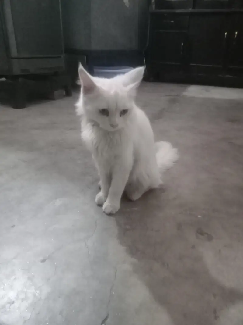 Persian cat — photo 2