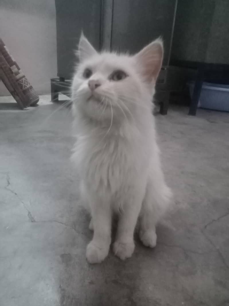 Persian cat 2