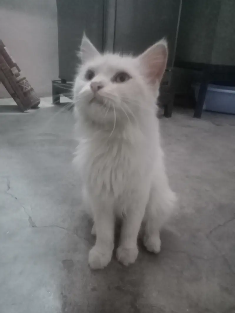 Persian cat — photo 3