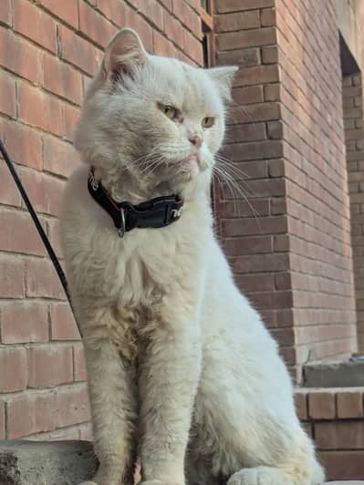 Single coat Persian Male Cat