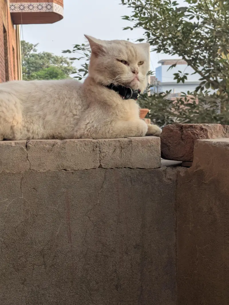 Single coat Persian Male Cat — photo 2