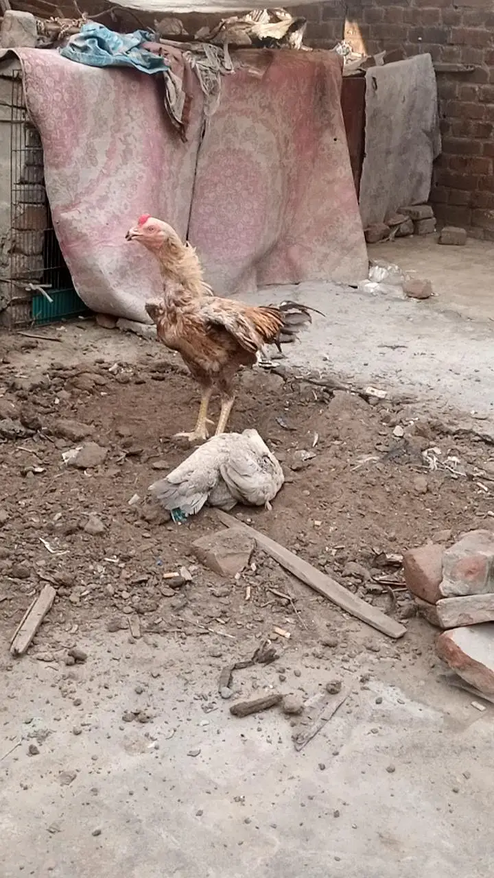 long height wality Male — photo 2