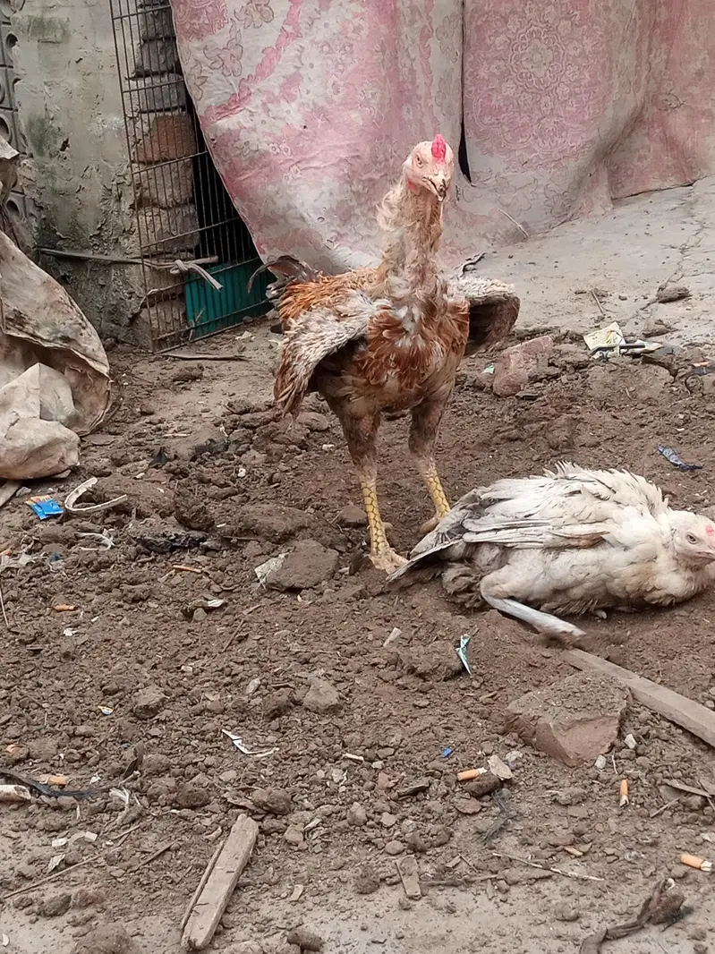 long height wality Male — photo 3