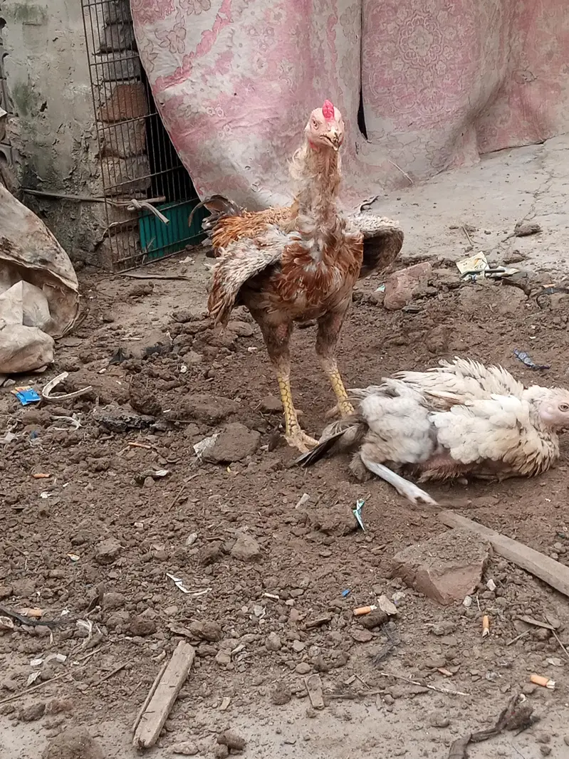 long height wality Male — photo 4