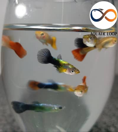 Exotic breeder Guppies