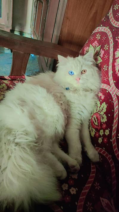 Odd eyes Persian male triple coat sirf breeding k liy