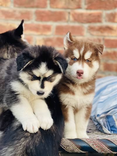 Siberian Husky Puppy for Sale – PKC Registered & Microchipped