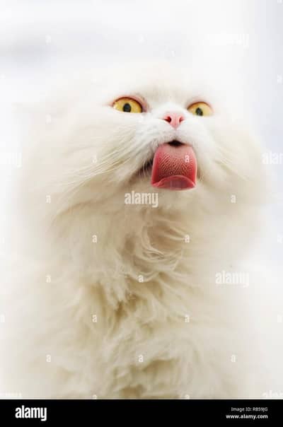 parsian kitten availble 3 month age self home bred active and healthy