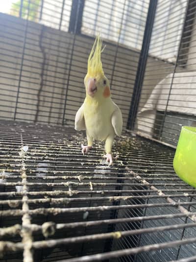 HandTame Cocktail (Female)