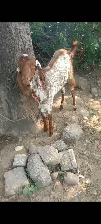 Makhi cheeni Bakra for sale