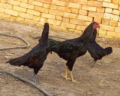 Aseel and Desi breed. . . fully active. . . ready for egg. . . pr piece 2500