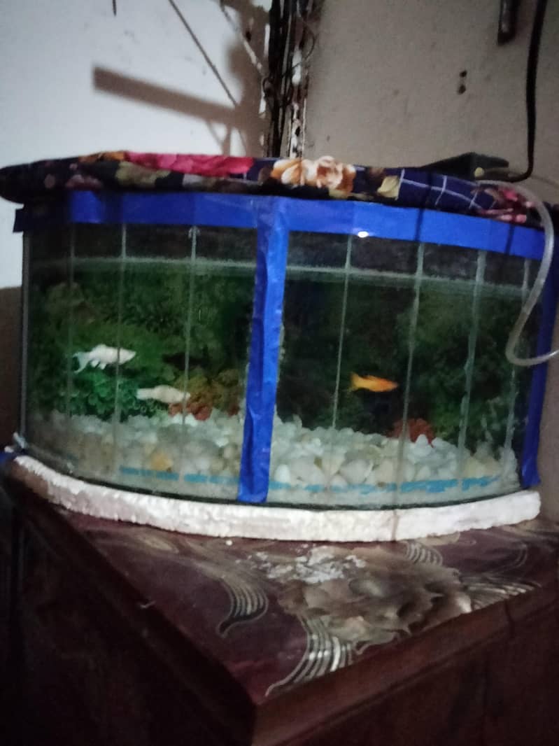 slice aquarium 2